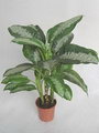 Aglaonema Pattaya